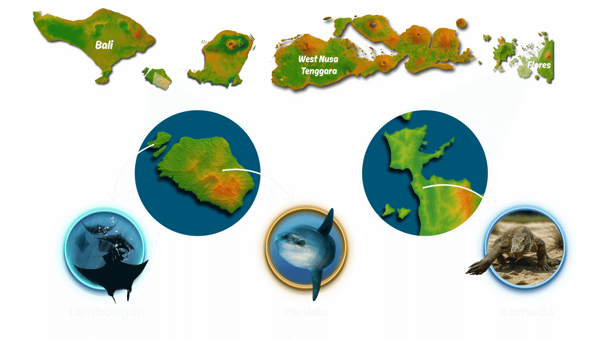 Indonesia Map Map showing islands east of Bali with close-up circles highlighting Lembongan, Penida, and Komodo and animal photos (manta, mola mola, Komodo dragon).